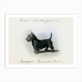 Scottish Terrier Art Print