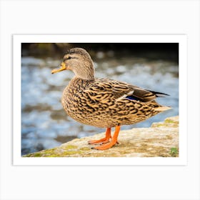 Mallard Duck 20230108956pub Art Print