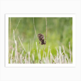 Back Of Female Red Winged Blackbird Art Print