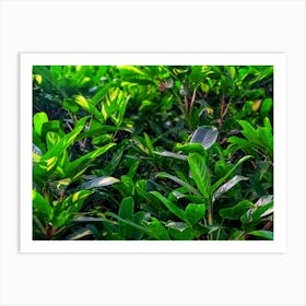 Green house plant leaves Art Print