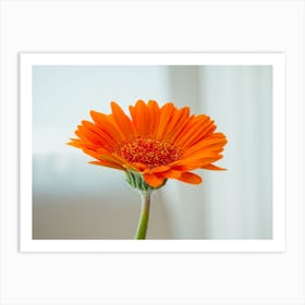 Orange Gerbera Flower On White Background 1 Art Print