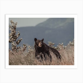 Mountain Black Bear Art Print