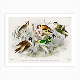 Lesser Redpole, Goldfinch Male & Female, Siskin, Reed Bunting, And Golden Crested Wren, Oliver Goldsmith Art Print