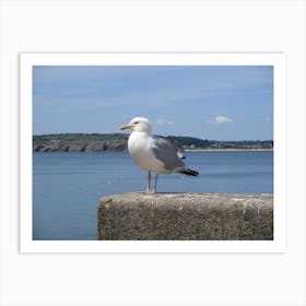 Seagull Art Print