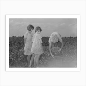 Untitled Photo, Possibly Related To Daughter Of Tenant Farmer Living Near Muskogee, Oklahoma, Picking Art Print