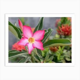 Pink Tropical Flower Art Print