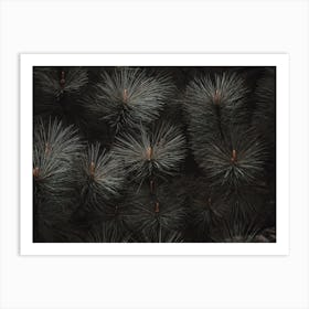 Rustic Pine Tree Art Print