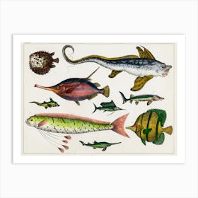 Collection Of Various Fishes, Oliver Goldsmith Art Print