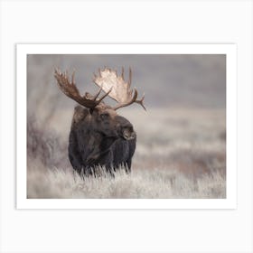 Moose In Field Art Print