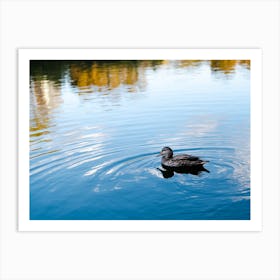Duck In A Pond Art Print