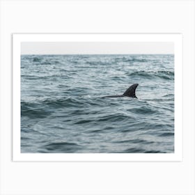 Dolphin In The Sea Art Print