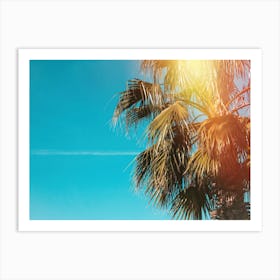 Palm Tree In The Sun Art Print