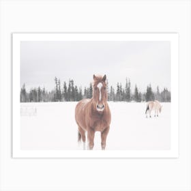 Horse In Field Art Print
