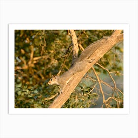 Gray Squirrel In Tree Art Print