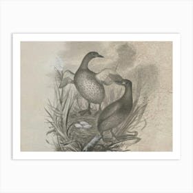 Two Ducks In A Nest 1 Art Print