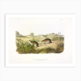 Meadow Mouse, John James Audubon Art Print