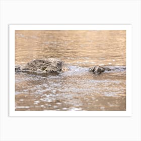 Rocks In A Stream Art Print