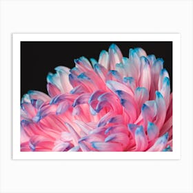 Chrysanthemum Art Print