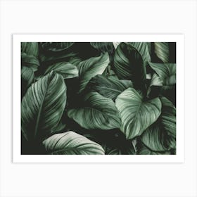 Dark Green Leaf Art Print