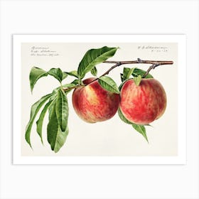 Peaches On A Branch Art Print