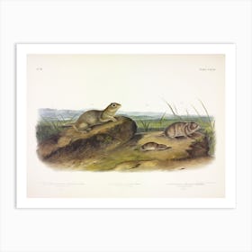 American Souslik, John James Audubon Art Print