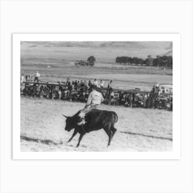 Cowboy Riding Steer, Bean Day Rodeo, Wagon Mound, New Mexico By Russell Lee Art Print