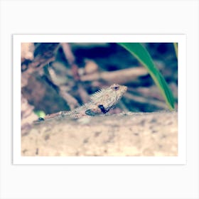 Small Lizard in the Forest Maldives  Art Print