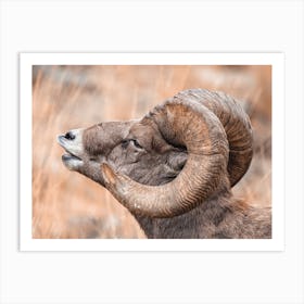 Ram Bighorn Sheep Art Print