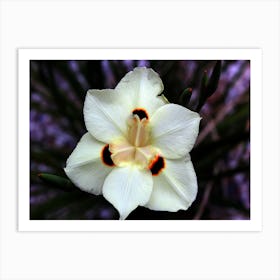 White Iris Art Print