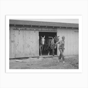 Ray Halstead, Fsa (Farm Security Administration) Rehabilitation Borrower, Leading His Team Out Of The Barn Art Print