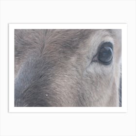 Eye to eye, the look of a reindeer Art Print