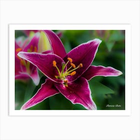 Purple Lily - Photograph Art Print