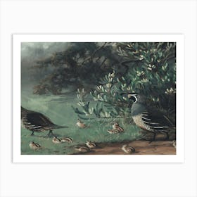 Quail Art Print