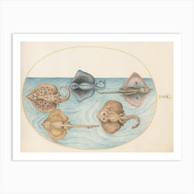 Aquatic And Shellfish Animals, Joris Hoefnagel (10) Art Print