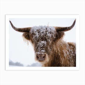 A Snowy Highland Cow In Scotland Art Print