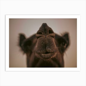 Camels nose Close up - Al Wathba Abu Dhabi UAE photo print - moody animal photography art Art Print Art Print