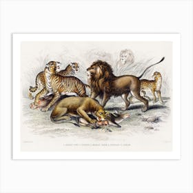 Asiatic Lion, Lioness, Bengal Tiger, Leopard, And Jaguar, Oliver Goldsmith Art Print
