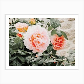 Rose Bush Art Print