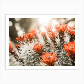 Red Cactus Flower Art Print