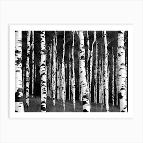 Birch Forest 80 Art Print