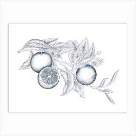 Des Oranges | Line Illustration (Navy) Art Print