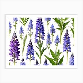 Nature Pattern Isolate White Arrangement Purple Flat Floral Blue Natural Herbal Medicine (7) Art Print