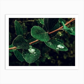 A Branch With Water Droplets On The Green Leaves Art Print