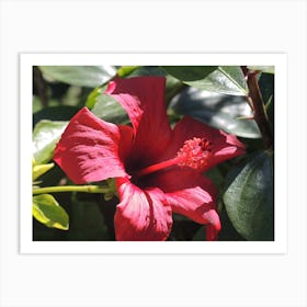 Red Hibiscus Flower Art Print