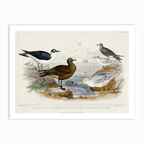 Black Toed Gull, Richardson's Skua, Glaucous Gull, Black Tern, And Lesser Tern, Oliver Goldsmith Art Print