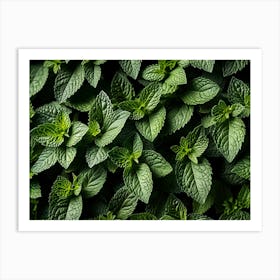 Close Up Of Mint Leaves 2 Art Print