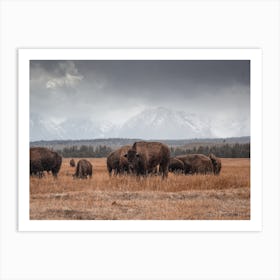 Stormy Skies Bison Art Print