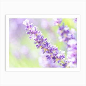 Purple Lavender Flowers Art Print