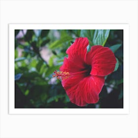 Red Hibiscus Flower Art Print