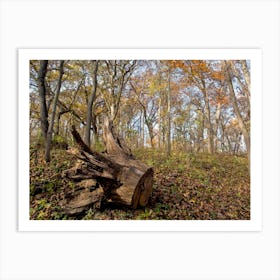 Uprooted Tree Stump Art Print